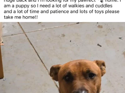 Australian Terrier – Armadale