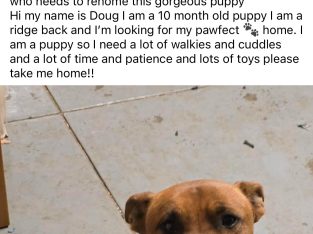 Australian Terrier – Armadale