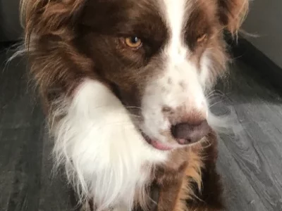 Border Collie – Nerang