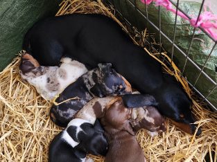 Dachshund – Bourkelands