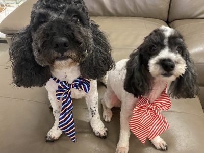 Bichoodle – Trinity Beach