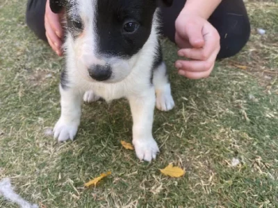 Border Collie Kelpie Cross – Sheidow Park
