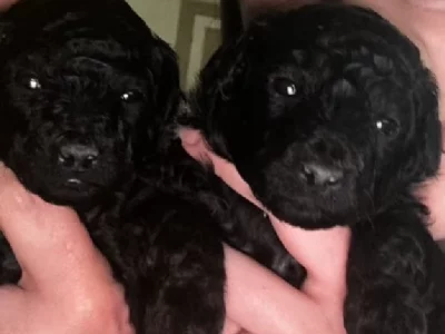 Toy Poodle – Bendigo