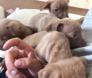 American Staffordshire Bull Terrier – Dalby