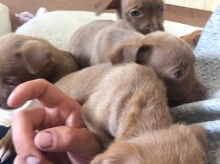 American Staffordshire Bull Terrier – Dalby