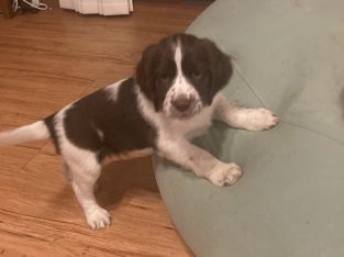 English Springer Spaniel – Don Valley