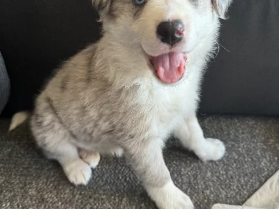 Border Collie – Warrnambool