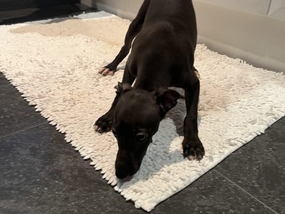 Italian Greyhound – Gordon