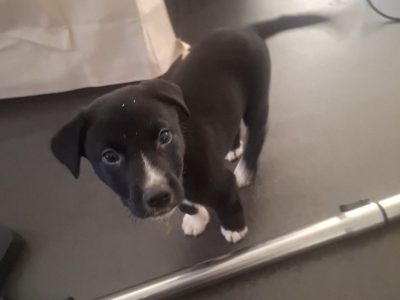 Border Collie Kelpie Cross – Newtown