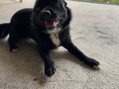 Jack Russell – Springwood