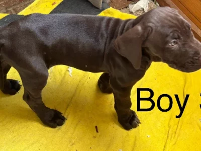 German Shorthaired Pointer – Ararat