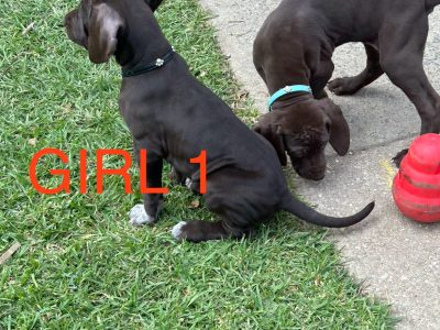 German Shorthaired Pointer – Ararat