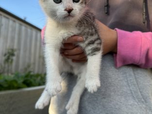 Cats – Narre Warren South