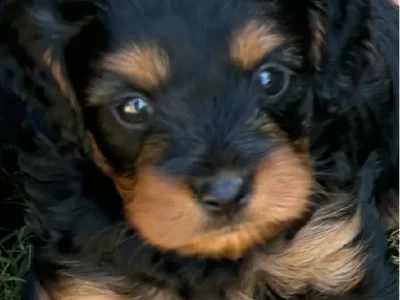 Cavoodle – Caloundra