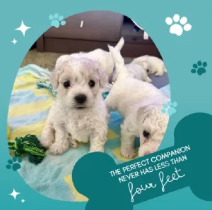 Bichon Frise – Mandurah