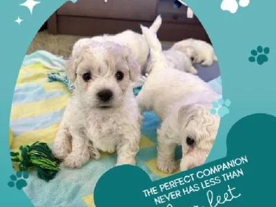 Bichon Frise – Mandurah