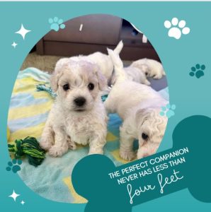 Bichon Frise – Mandurah
