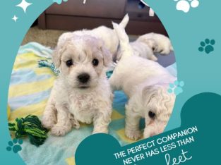 Bichon Frise – Mandurah