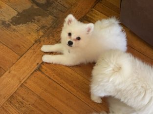 Japanese Spitz – Maddingley