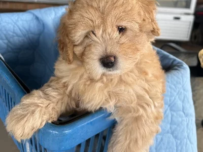 Bordoodle – Oakhurst