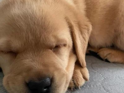 Labrador Retriever – Jazmin Schafer