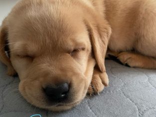 Labrador Retriever – Jazmin Schafer