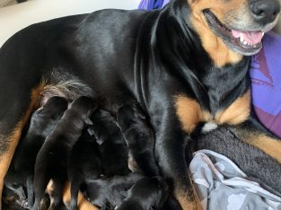 Rottweiler – Mundaring