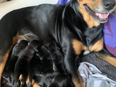 Rottweiler – Mundaring