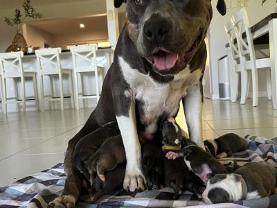 American Staffordshire Bull Terrier – Townsville City