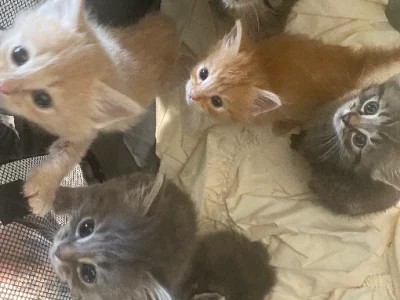 Domestic Medium Hair (DMH) – Yarrabilba