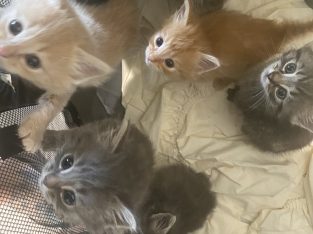 Domestic Medium Hair (DMH) – Yarrabilba