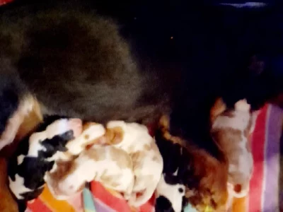 Cavalier King Charles Spaniel – Kununoppin