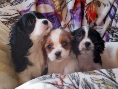 Cavalier King Charles Spaniel – Kununoppin
