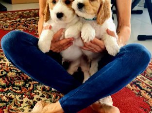 Cavoodle – Bumberrah