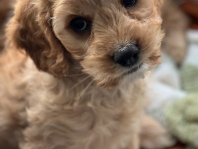 Cavoodle – Bumberrah