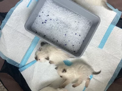 Ragdoll – Woodpark