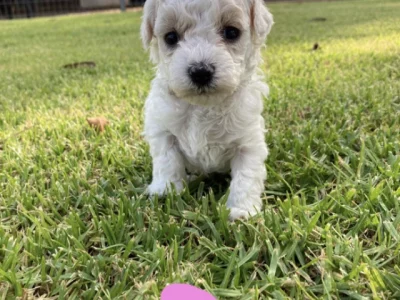 Bichoodle – Western Australia