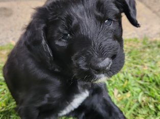 Bordoodle – Donnybrook