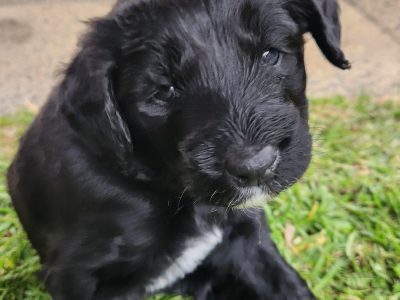 Bordoodle – Donnybrook