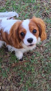 Cavalier King Charles Spaniel – Southern River