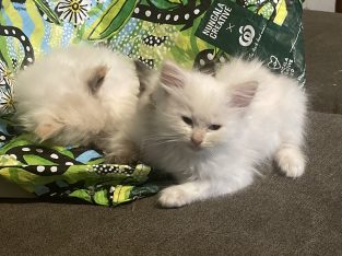 Ragdoll – Warwick Farm