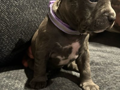 American Staffordshire Bull Terrier – Midland