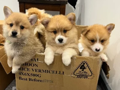 Corgi – Hurstville