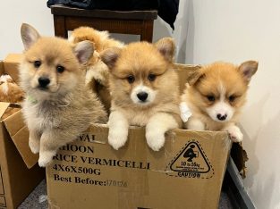 Corgi – Hurstville