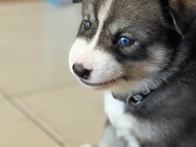 Husky – Girrawheen