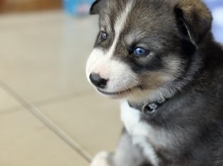 Husky – Girrawheen