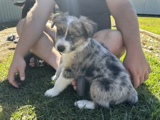 Australian Shepherd – Wollongong