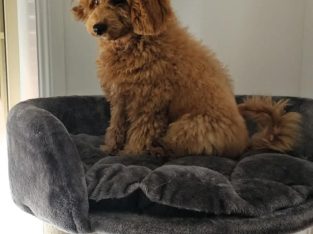 Cavoodle – Hinchinbrook