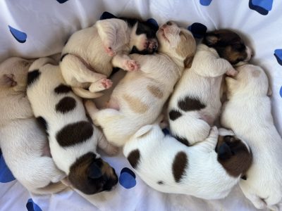 Jack Russell – Howard Springs