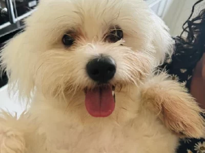 Maltese – Rooty Hill